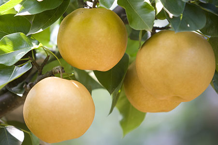 Naju Pear