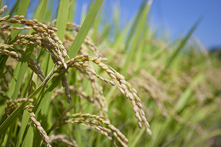 Naju Rice
