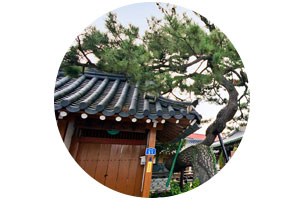 Irodang and the Pine Tree