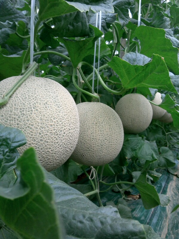 세지멜론
